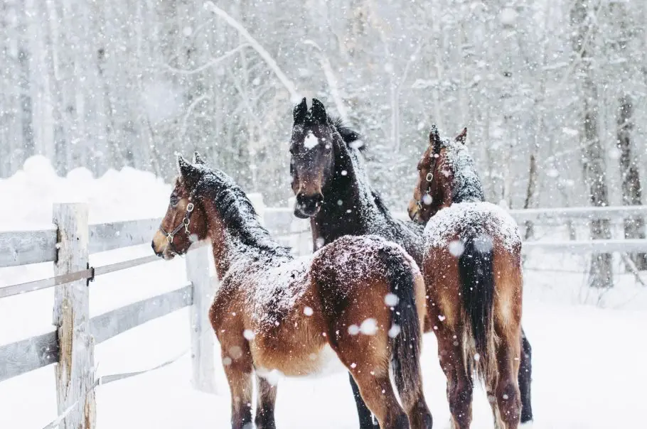 Winter