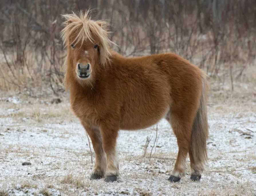 kleine, Ponyrassen