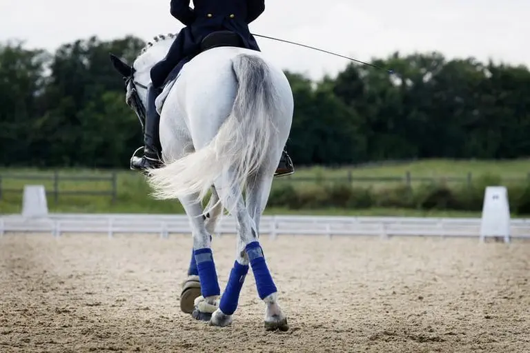 lipizzaner