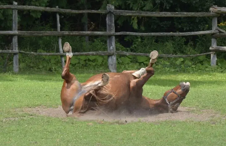 Warmblut